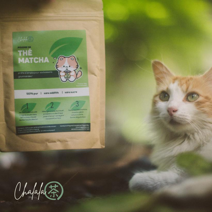 Poudre de Thé Matcha
